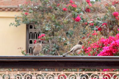 Two birds perching on railing