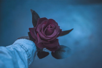 Close-up of rose against blurred water