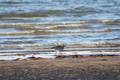 View of seagull on beach