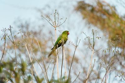 Low angle view of bird perching on branch