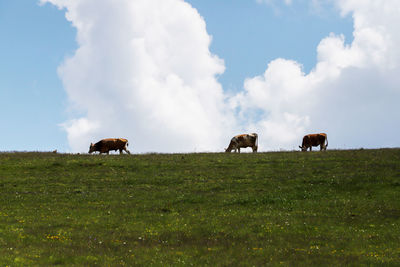 Horses grazing in a field