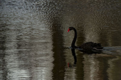 Swan swimming in lake