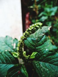 Close-up of green leaves