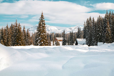 Pine trees on snow covered land against sky