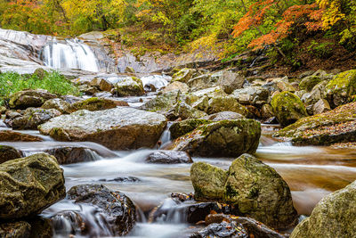 Scenic view of waterfall in forest