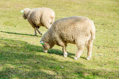 Sheep grazing on field