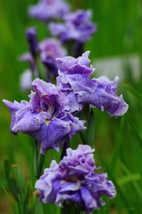 Close-up of purple flowers blooming