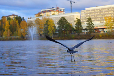 View of birds in water