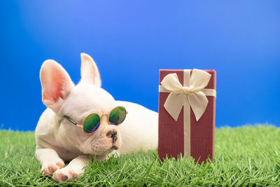 Close-up of dog against blue background