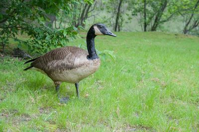 Duck on field