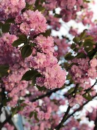 Close-up of pink cherry blossoms in spring