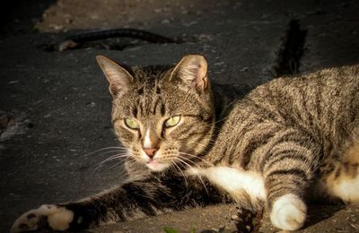 Close-up portrait of a cat