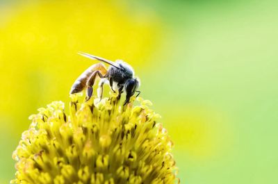 Close-up of insect on flower