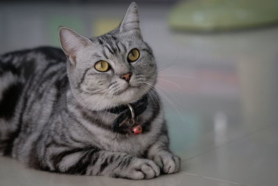 Close-up portrait of a cat