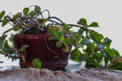 Close-up of potted plant