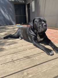 Black dog lying on wooden floor