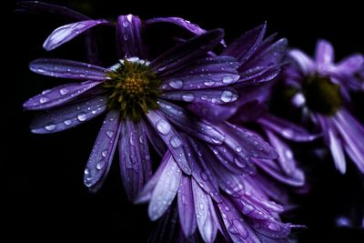 Close-up of water drops on flowers over black background