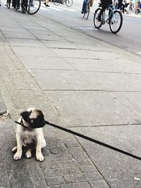 Pug sitting on sidewalk