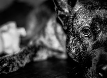 Close-up portrait of dog