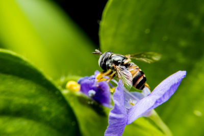 Close-up of bee on purple flower