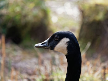 Close-up of duck on land