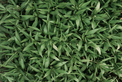 Full frame shot of fresh green plants