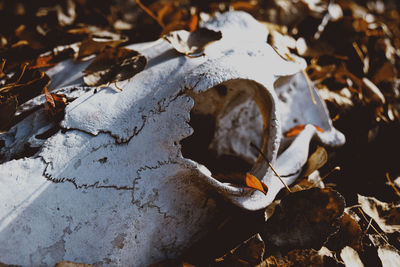 High angle view of dry leaves on field during winter