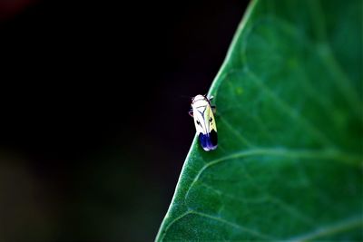 Close-up of insect on leaf against blurred background