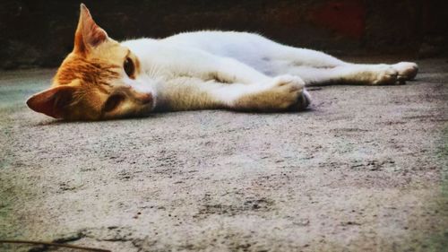 Close-up of cat lying down