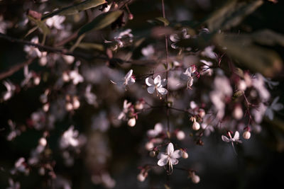 Close-up of cherry blossom