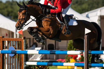 Person riding horse