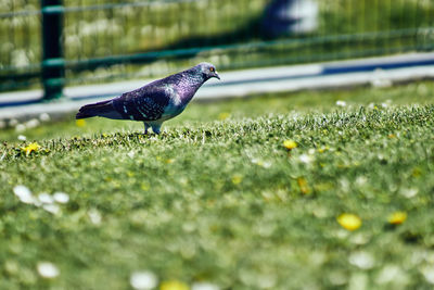 Bird perching on a field