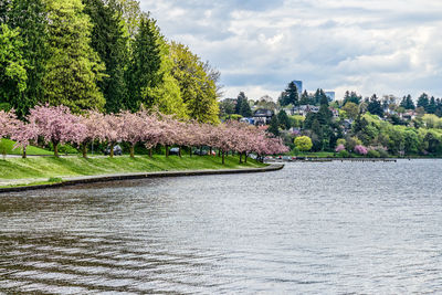 A view of lake washington boulevard in seattle, washington. cherry trees are in bloom.