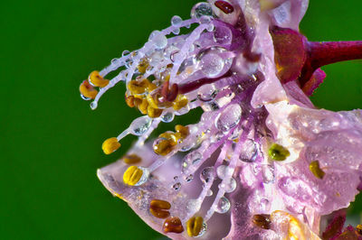 Close-up of water drops on purple flowering plant