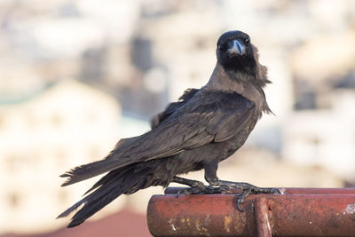 Close-up of bird perching outdoors