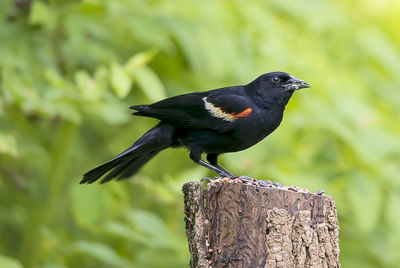 Close-up of bird perching on wooden post