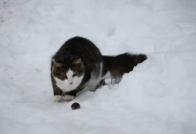 Cat in snow