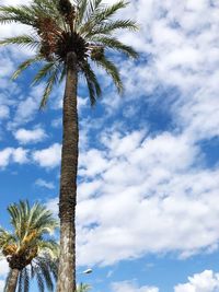 Low angle view of palm tree against sky