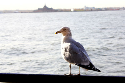 Close-up of seagull perching on railing against sea