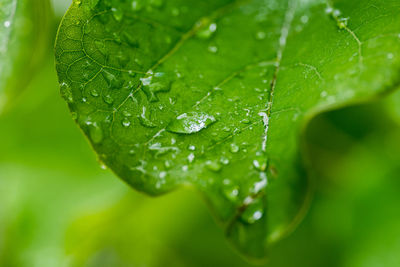 Close-up of raindrops on leaves