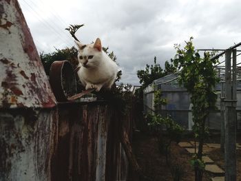 View of a cat on wall