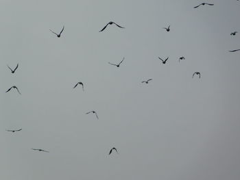 Low angle view of birds flying in the sky