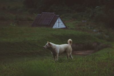 Horse on field