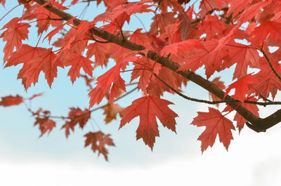 Low angle view of maple leaves against sky