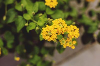 Close-up of yellow flowering plant