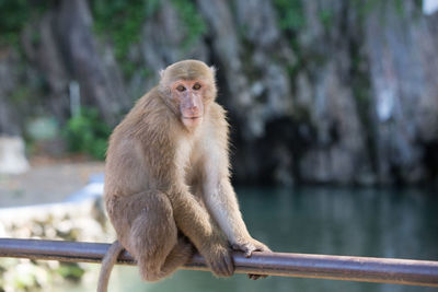 Portrait of monkey sitting on railing