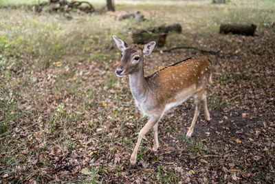 Deer standing in a field