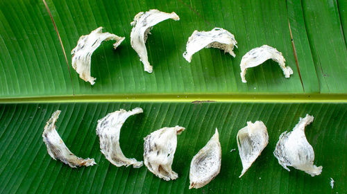 Close-up of leaves on wood