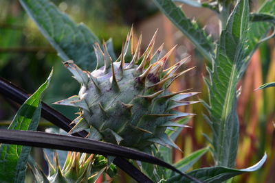 Close-up of succulent plant on field