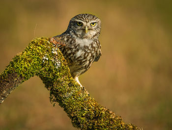 Close-up of owl perching on branch